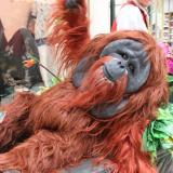 Borneo Again - Capitalist Orangutan Wants you to Join his Monkey Business - Walkabout Entertainer