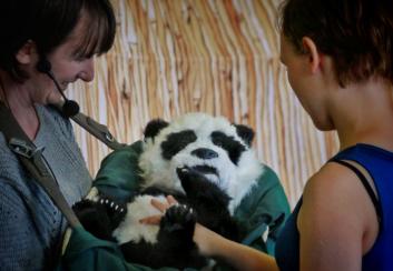 ChiChi the Panda - Playful Pandas Up Close - Walkabout Entertainers