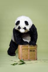 ChiChi the Panda - Playful Pandas Up Close - Walkabout Entertainers