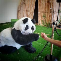 ChiChi the Panda - Playful Pandas Up Close - Walkabout Entertainers