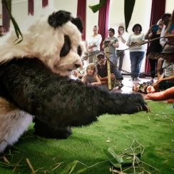 ChiChi the Panda - Playful Pandas Up Close - Walkabout Entertainers