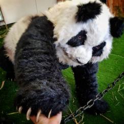 ChiChi the Panda - Playful Pandas Up Close - Walkabout Entertainers