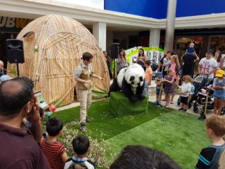 ChiChi the Panda - Playful Pandas Up Close - Walkabout Entertainers