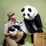 ChiChi the Panda - Playful Pandas Up Close - Walkabout Entertainers
