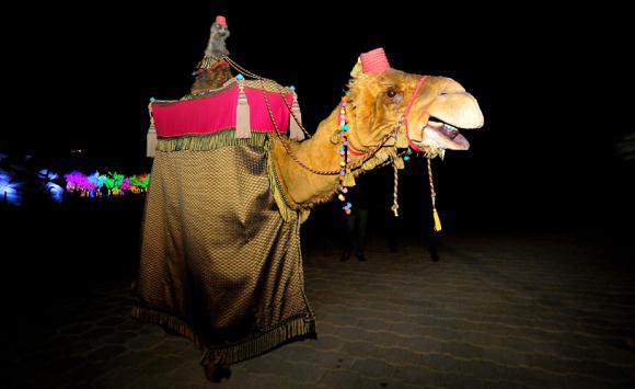 Alice the Camel - Walkabout Puppet Entertainer